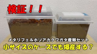 【検証】小さいケースで産卵セットを組んでも爆産するのか実験してみた！【メタリフェルホソアカクワガタ】