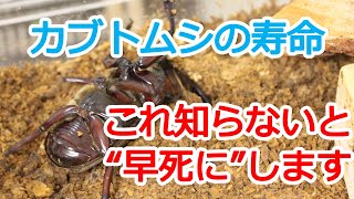 カブトムシの寿命を解説！長生きさせるコツや方法はある？