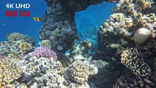 Najpiękniejsze rafy koralowe - relaksująca muzyka - 4K UHD morze czerwone CORAL REEFS RED SEA EGYPT