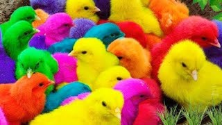 🌹Ayam Lucu Dunia🌹Ayam Warna-warni🌹Ayam Seluruh Dunia🌹 Bulu Warna-warni🌹Hewan Lucu🐥🐥Lucky chicks 🐥