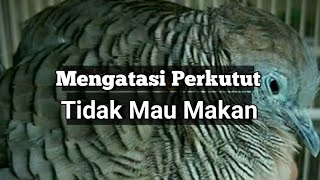 Mengatasi Perkutut yang tidak Mau Makan