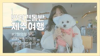 🐶애견동반제주여행 Vlog | 겨울제주 | 반려견동반여행