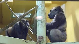 お父さんモモタロウと共有したいゲンタロウ【京都市動物園】