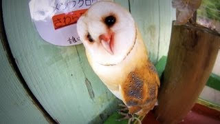 おもしろいフクロウの鳴き声　funny owl cry