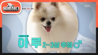 오늘의 고민犬은? 커여운 포메라니안 아루~♡ (feat: 초보가족의 고민) [개는 훌륭하다/Dogs Are Incredible] 20200727