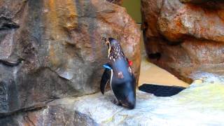 ぶるぶるペンギン　後ろ　shivering penguin