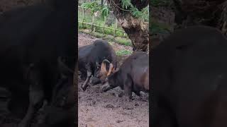 WILD GAUR FIGHT # @TRIVANDRUM ZOO