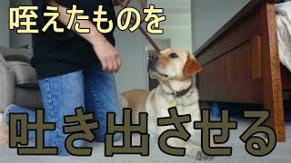 犬のしつけ【吐かせるには】食べ物ではないものを咥えて離さない時の対処法。デモは愛犬ラブラドールレトリバーのゾーイが手伝うよ