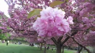 Brooklyn Botanic Garden, Sakura Matsuri, Cherry Blossom Festival, New York City, USA