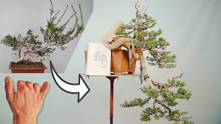 Restoring a Taxus Cuspidata Bonsai(the whole process) by master Cho