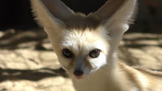 フェネック (井の頭自然文化園) 2018年9月9日