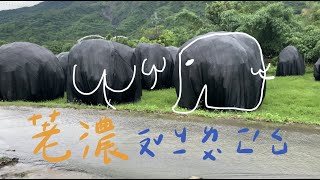 第二露｜荖濃有機露營區｜Camping Vlog NO.2