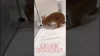 うさぎ:タオルをほりほりするミニレッキスのポコ #うさぎ #rabbit #animal #ミニレッキス #minirex