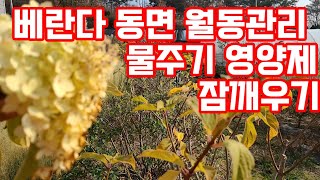 수국 동면 월동관리 영양제 집에서 베란다정원 수국 꽃 많이 잘 피게 하는 방법