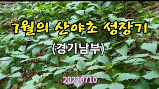 #7월의 산야초성장기(20220710) 목청발견