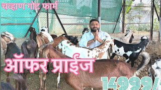 टॉप क्वालिटी फिमेल ऑफर प्राईज मधे १४९९९/-