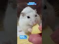 【asmr】ハムスターのりんごをかじる音🍎シャクシャク可愛い🐹♡ asmr ちむ🐹