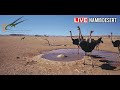 Namibia: Live stream in the Namib Desert