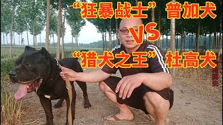 “狂暴战士”普加犬和“猎犬之王”杜高犬，孰优孰劣，如何选择