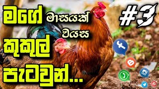 #One month old my chicks - මාසයක් වයස මගේ කුකුල් පැටව්