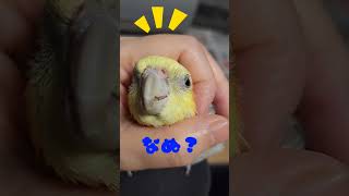 母ちゃんのカキカキは最高な福助🐥#オカメインコ#cockatiel