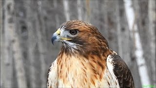 Краснохвостый сарыч ест добычу (Red tailed hawk)