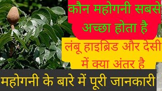 महोगनी के बारे मे पूरी जानकारी |महोगनी की सचचाए |महोगनी एतनी महँगा क्यू बिकती है ।