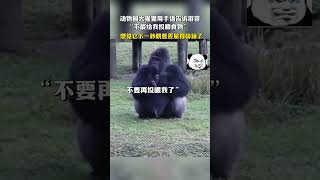 🤣大猩猩用手语告诉游客“不能给我投喂食物” ， 网友：感觉它下一秒就要委屈得碎掉了#万万没想到 #funny #动物园 | China Focus 上海:世界的聚焦点