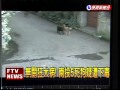 無關狂犬 南投5死狗疑遭下毒－民視新聞