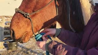 How to tie your rope halter and lead for riding (quick hackamore knot) January 11 2023