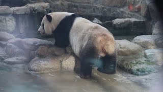 20210126 棲架施工未完成 團團喝水抬頭聽(永懷團團之254) Giant Panda Tuan Tuan