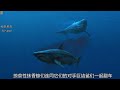 海兽的巅峰时刻：2500万年抹香鲸超科治下的海皇时代（sperm whale）