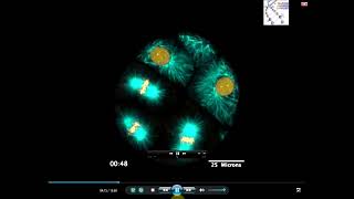 Real Microscopic Mitosis MRC f247