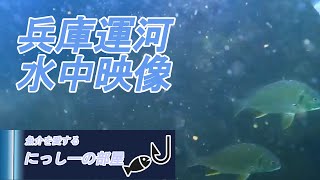 【水中映像】兵庫運河の水中は色んな種類の生き物がいる。