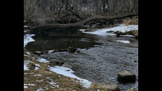 Imbolc Wisconsin Forest, IAT First signs of Soring