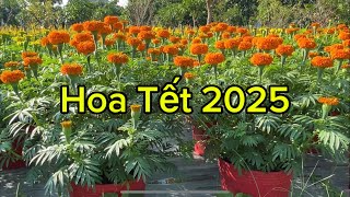 Hoa vạn thọ ngày 19/12 phân thuốc đã hoàng tất chỉ chờ ngày đi chợ/Tết 2025