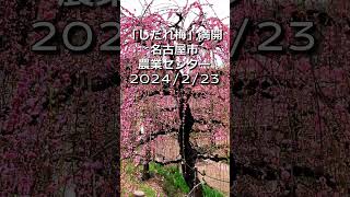 満開！しだれ梅♪名古屋市農業センターの梅園。「しだれ梅まつり」開催中♪2024/2/23撮影、雨上がりの午後に撮影。12品種700本が咲き乱れています♪　#しだれ梅まつり #名古屋市農業センター