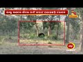 two bears enter the village create havoc in umerkote nandighoshatv