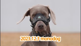 2023 12 3monodog