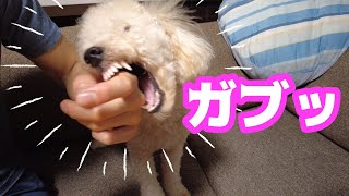 鼻ピンされてくしゃみが止まらない犬が面白すぎた【トイプードル】【犬　おもしろ】