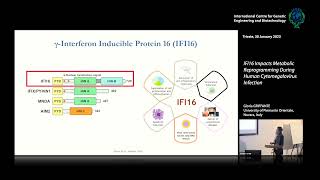 G. Griffante  -  IFI16 Impacts Metabolic Reprogramming During Human Cytomegalovirus Infection