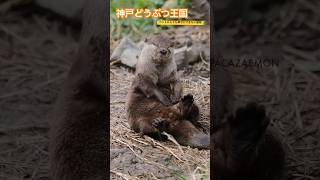 【コツメカワウソ】#ペットにしても幸せにできない動物　#カワウソ　#コツメカワウソ　#Otter