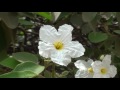 cordia boissieri anacahuita mexican olive