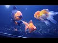 180cm 金魚 水槽　120cm 金魚 水槽　錦鯉　金魚　koifish goldfish　