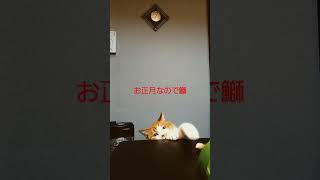 #猫動画 #元野良猫 #奈良の大ちゃん #ハチワレ #保護猫 #母の忘れ形見 #食いしん坊猫 #アイライン #ランニング猫#猫と先生#猫とホステス#家出猫#お手猫#出来た猫