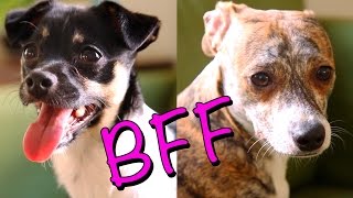 11 Things All BFFs Know To Be True (As Told By Puppies)