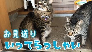 飼い主のお見送りも変わらず欠かさない猫ズ♪の巻【うちの子４にゃんず】