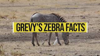 Grevy's zebra facts