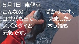 ５月１日　東伊豆　かんのんが根　水温１９度でエサより地獄の始まりです。