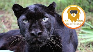 Black Leopard Bath time! 3D 180VR